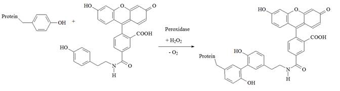 Conjugation of fluorescein-tyramine to a protein